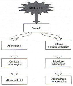 assendello stress