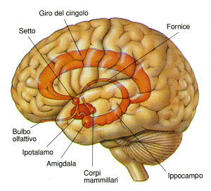 sistema limbico